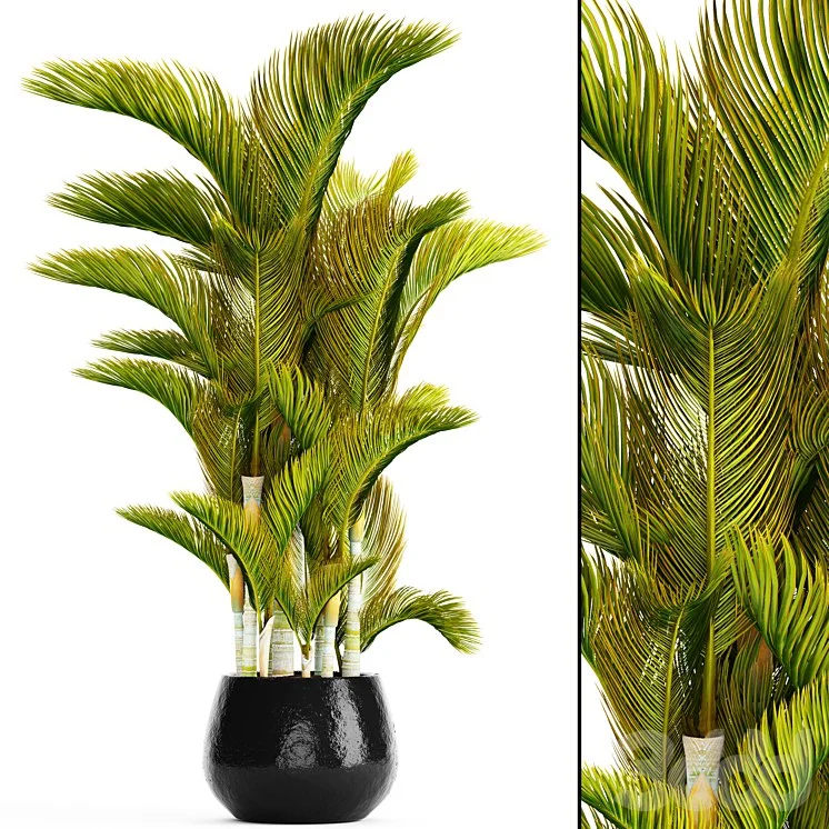 Dypsis lutescens - Dyssic yellowish, Dipsis yellowish, ornamental palm tree, tropical, exotic, thickets, plant, flowerpot, pot